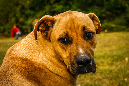 brown short coated medium breed dog thumbnail
