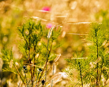shallow focus photography of white plants thumbnail