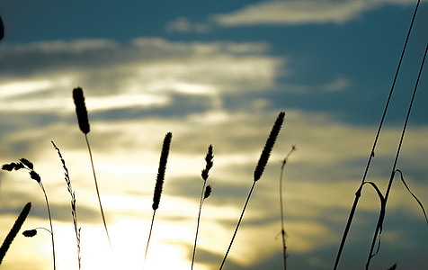 silhouette flowers during daytime thumbnail