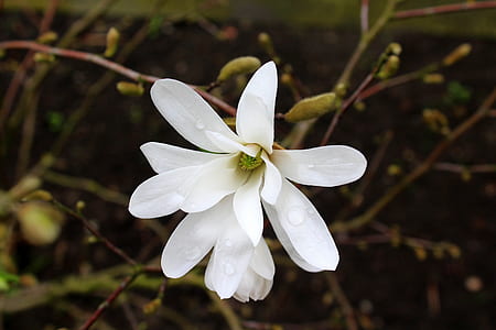 selective focus of white petaled flower thumbnail