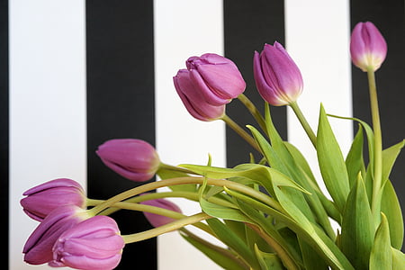 shallow focus photography of purple tulips thumbnail