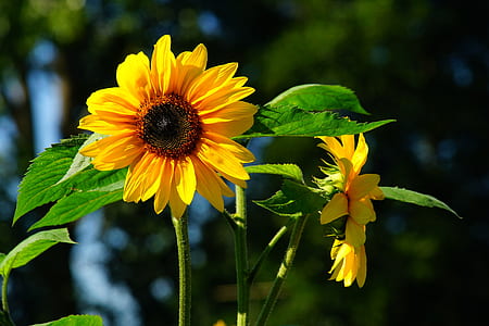closeup photo of sunflower flower thumbnail