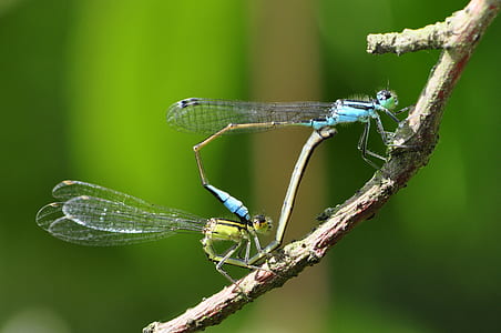two green and blue damselflies perching on branch thumbnail