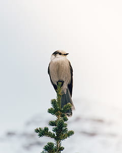 white and gray bird on pine tree at daytime thumbnail