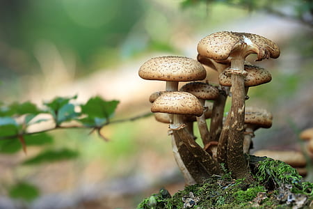 bokeh shot of brown mushrooms thumbnail