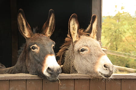 black and gray donkeys thumbnail