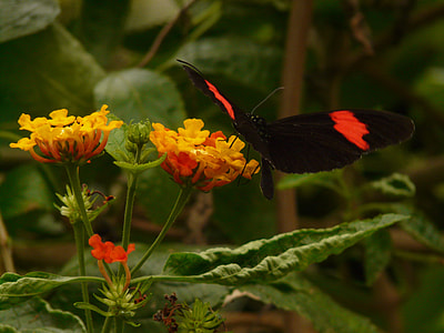 Butterfly, Small Postbote thumbnail
