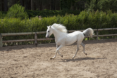 white horse thumbnail