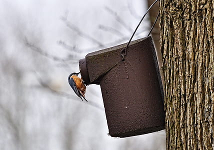brown and black bird on can hanged on tree thumbnail