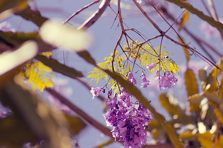 selective focus photography of purple petaled flowers thumbnail