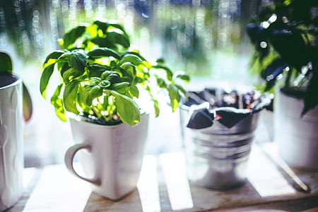 white ceramic mug and green leafed plant thumbnail