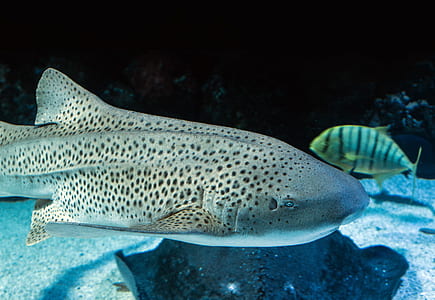 gray fish thumbnail