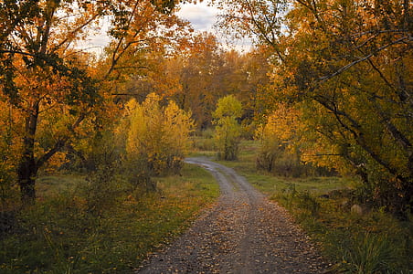 pathway between brown trees at daytime thumbnail