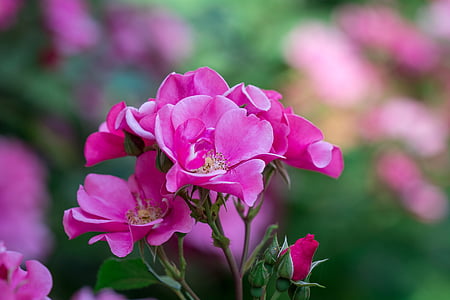focus photography of pink rose flowers thumbnail