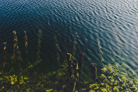 sea plant submerge on sea thumbnail