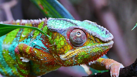chameleon in shallow focus lens thumbnail