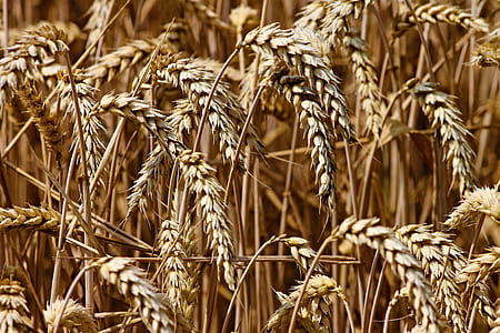 wheat field thumbnail
