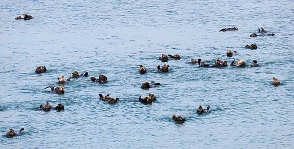 flock of ducks at sea thumbnail