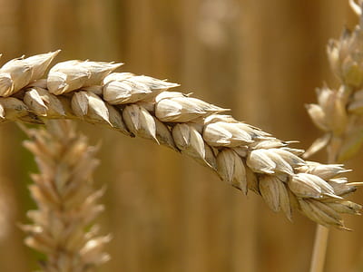 close-up view of brown barley thumbnail