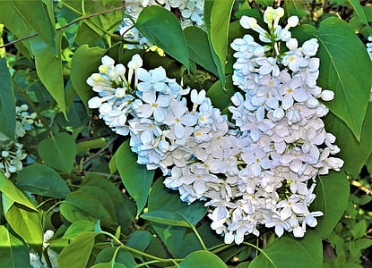 purple lilac flowers in close-up photography thumbnail