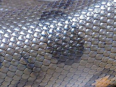 gray snake skin thumbnail