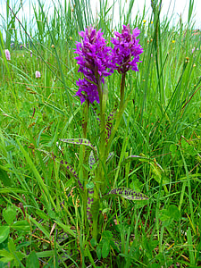 Orchid, Western Marsh Knabenkraut thumbnail