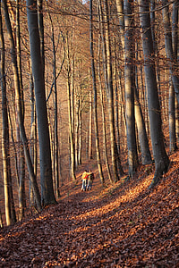 two persons walking across the trees during daytime thumbnail