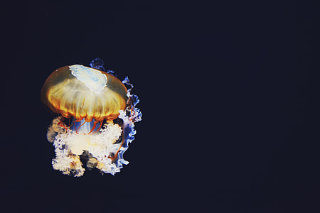 multicolored Jelly fish thumbnail