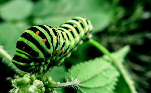 close-up photo of monarch caterpillar thumbnail