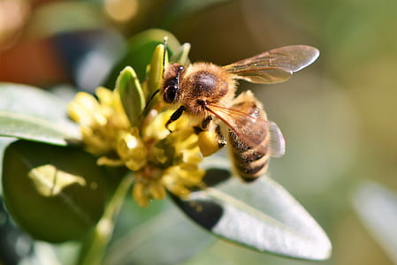 honey bee perched on flower at daytime thumbnail