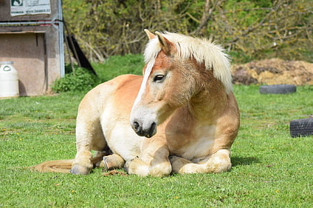 brown horse lying on grass field thumbnail