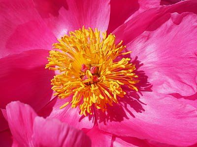 macro photography of yellow petaled flower on pink petal thumbnail