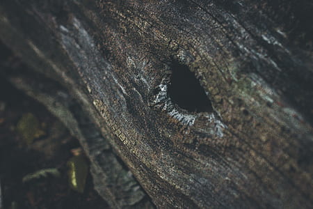 brown wooden tree trunk thumbnail