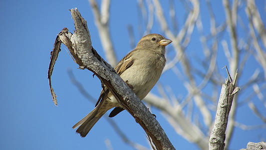 brown bird perching on tree during daytime thumbnail