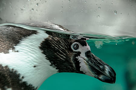 black and white bird under body of water thumbnail