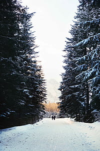 two person walking on snow covered road near green pine trees thumbnail