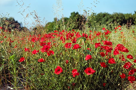 shallow focus photography of red flowers during daytime thumbnail
