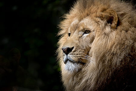 brown lion thumbnail