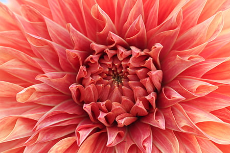 macro photography of pink dahlia flower thumbnail