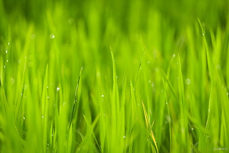 green grass photography during daytime thumbnail