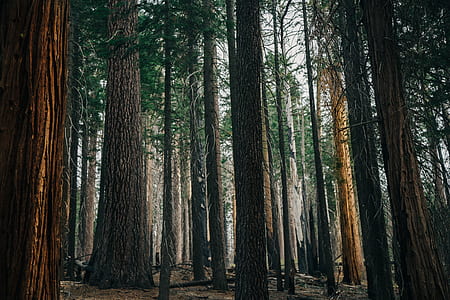 photography of trees at forest thumbnail
