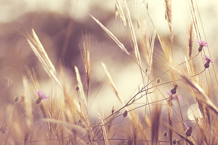 purple flowers thumbnail