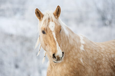 shallow focus photography of brown horse thumbnail