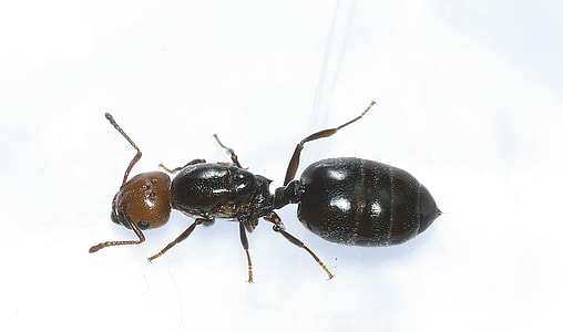 black and brown ant thumbnail