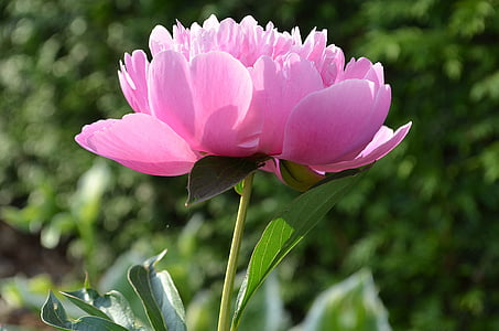 close up photo of pink peony flower thumbnail