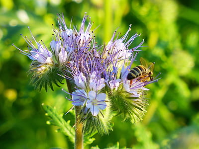honeybee perching on white petaled flowers at daytime thumbnail