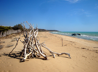 brown twigs on beach thumbnail