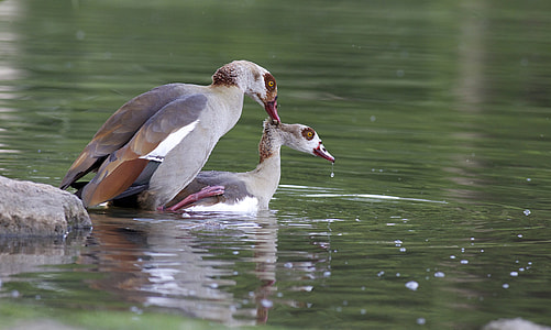 two ducks on water thumbnail