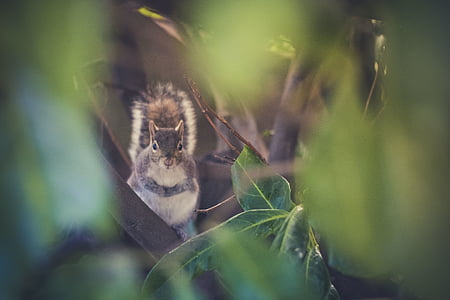 squirrel on plant thumbnail