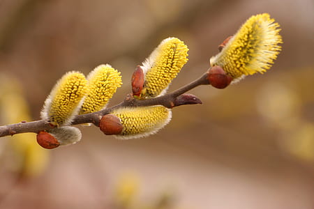 yellow pollen selective focus photography thumbnail